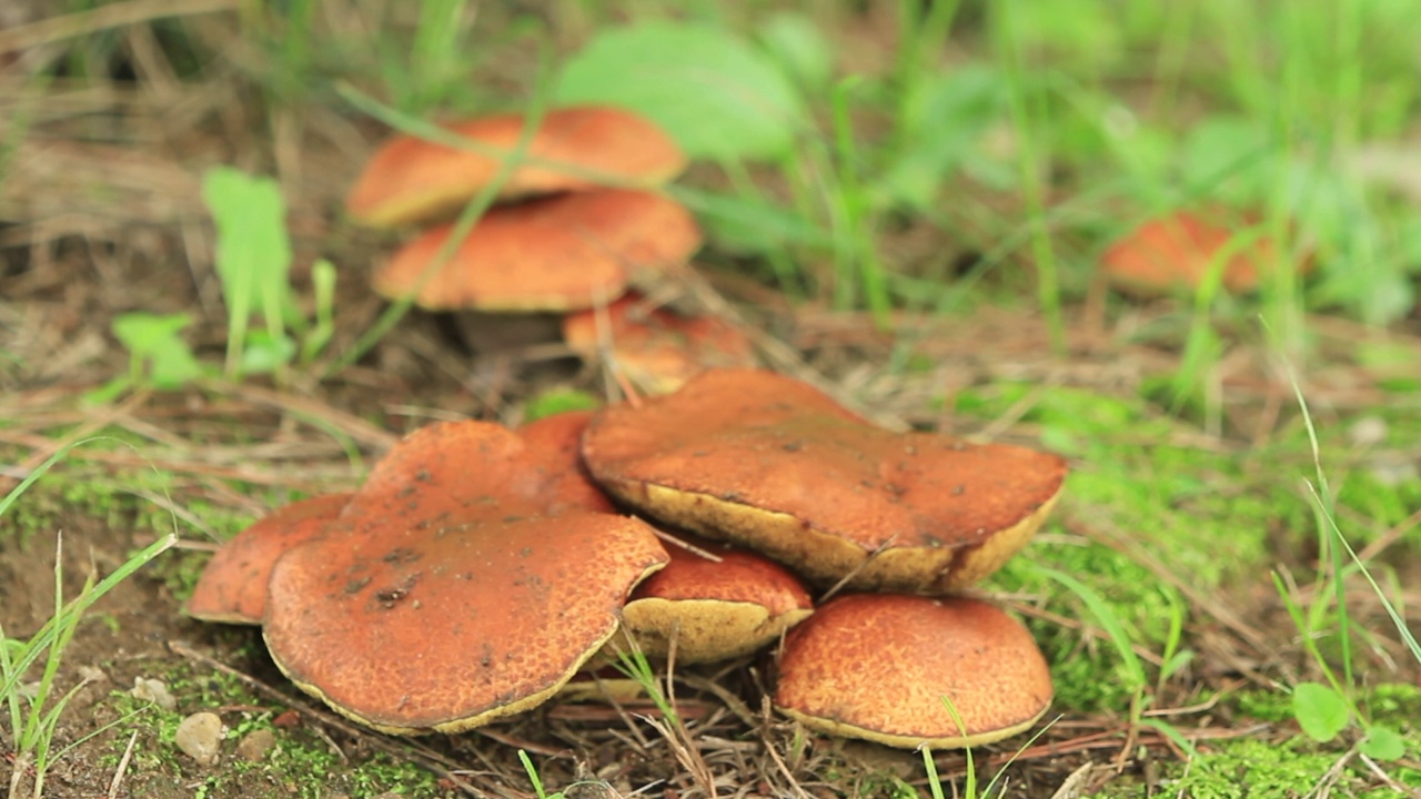 韩国京畿道广州市土川郡的Suillus spraguei视频素材