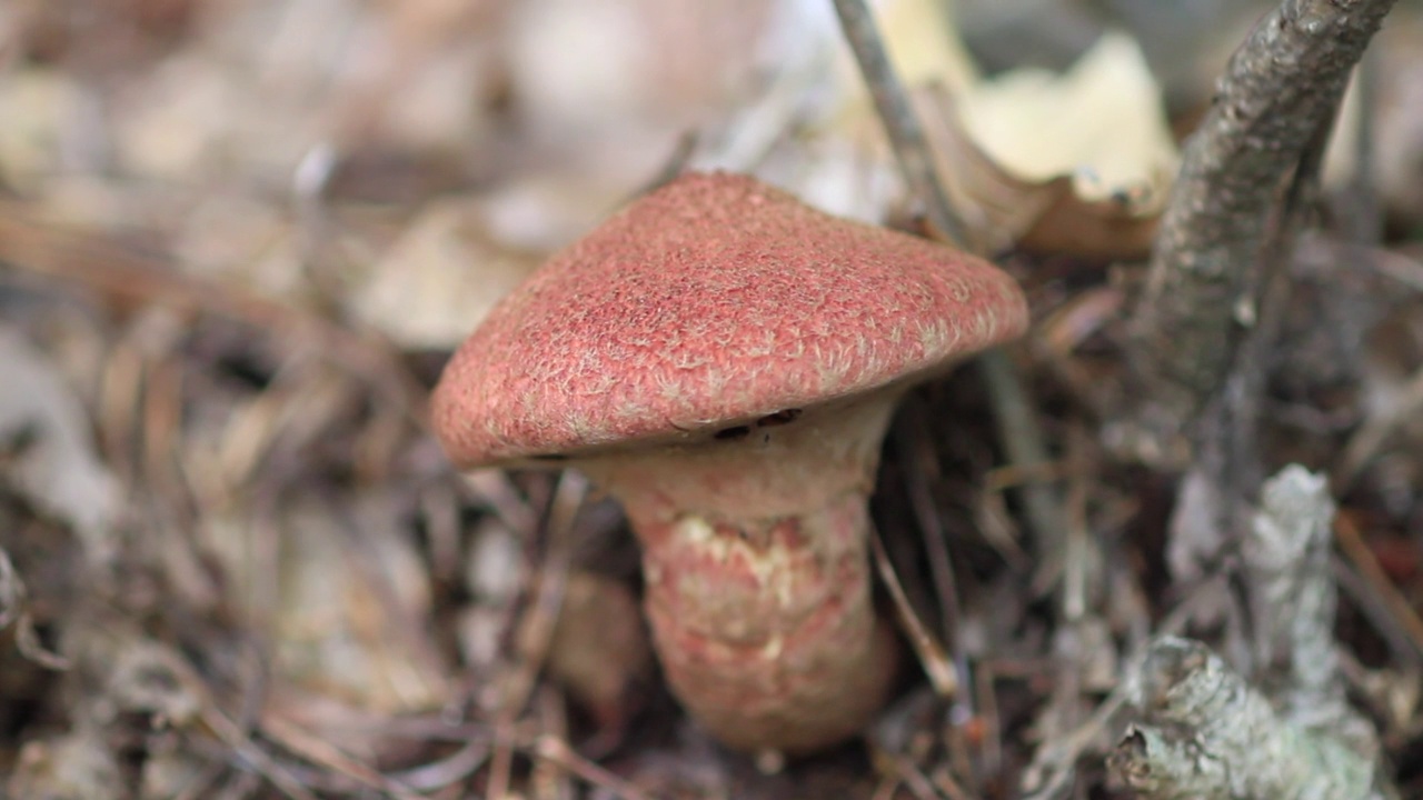 韩国京畿道广州市土川郡的Suillus spraguei视频素材