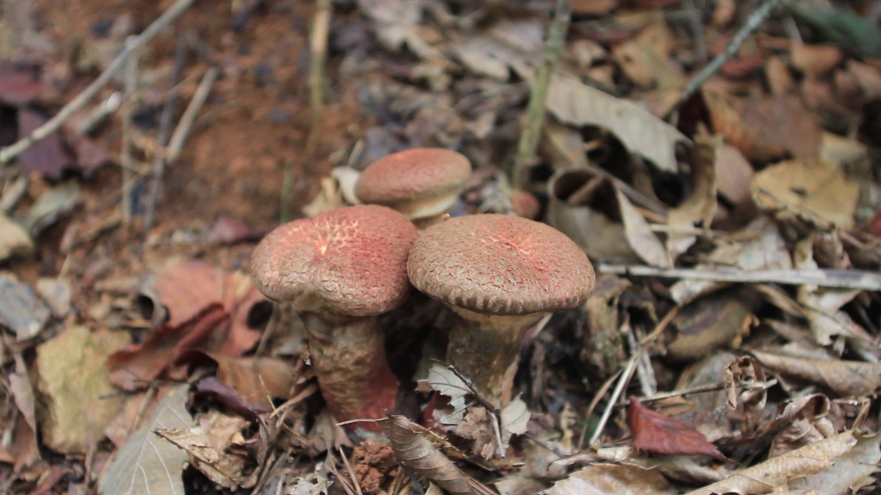 韩国京畿道广州市土川郡的Suillus spraguei视频素材