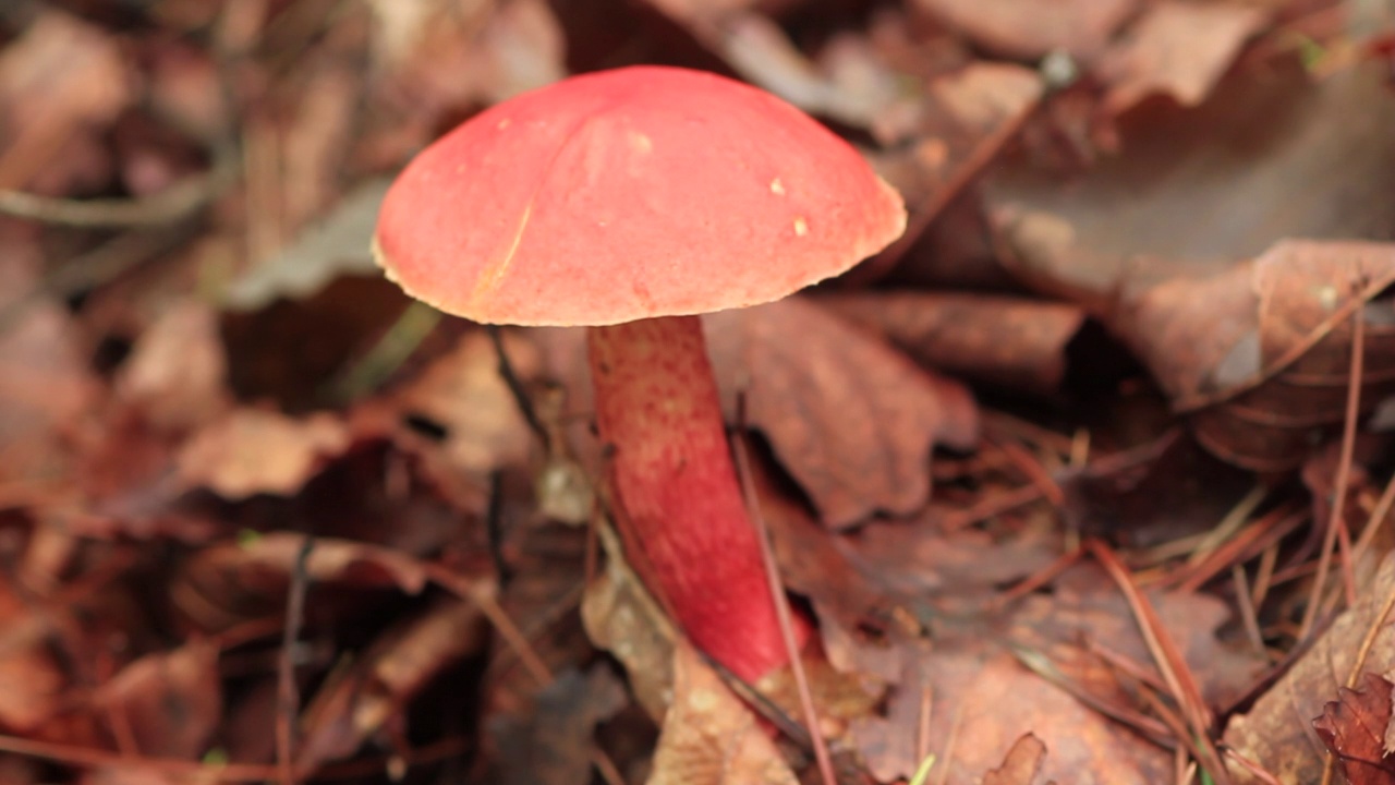 牛肝菌属菌类rubellus Krombh。在韩国京畿道广州市土川郡视频素材