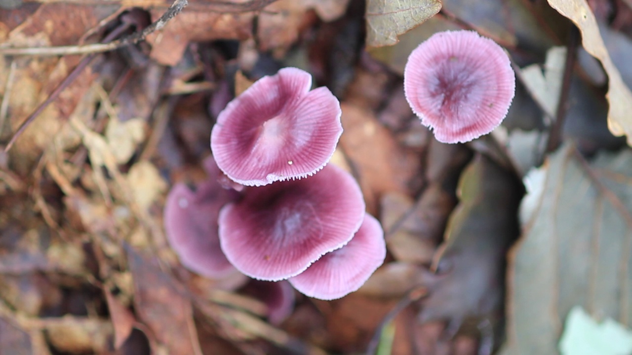 韩国京畿道广州市土川郡的堇菜内胆(Entoloma violaceum Murrill视频素材