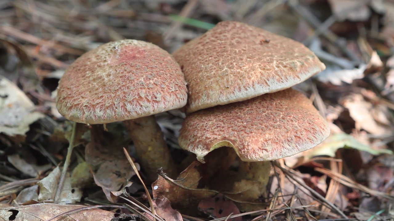 韩国京畿道广州市土川郡的Suillus spraguei视频素材