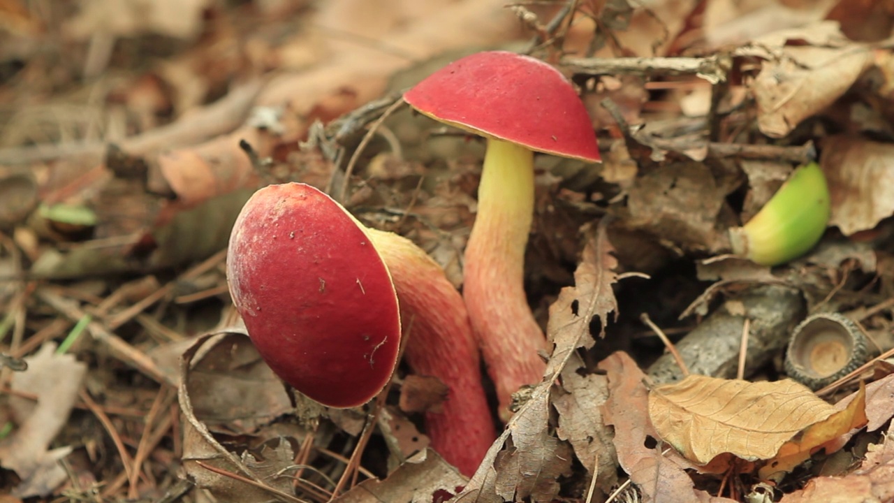 牛肝菌属菌类rubellus Krombh。在韩国京畿道广州市土川郡视频素材