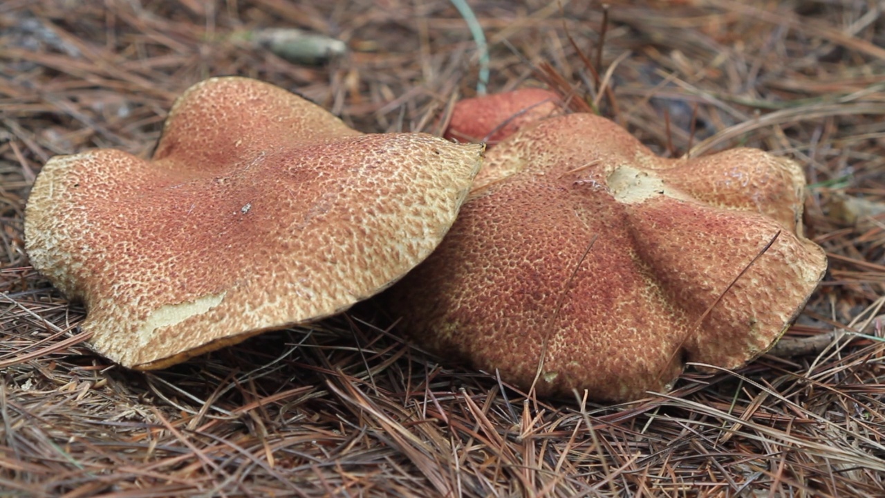 韩国京畿道广州市土川郡的Suillus spraguei视频素材