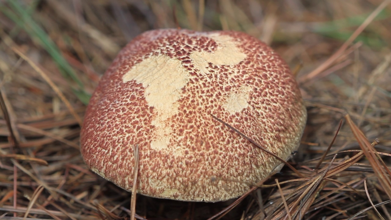 韩国京畿道广州市土川郡的Suillus spraguei视频素材