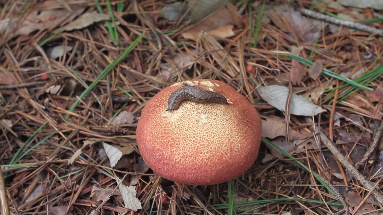 韩国京畿道广州市土川郡的Suillus spraguei与蛞蝓视频素材