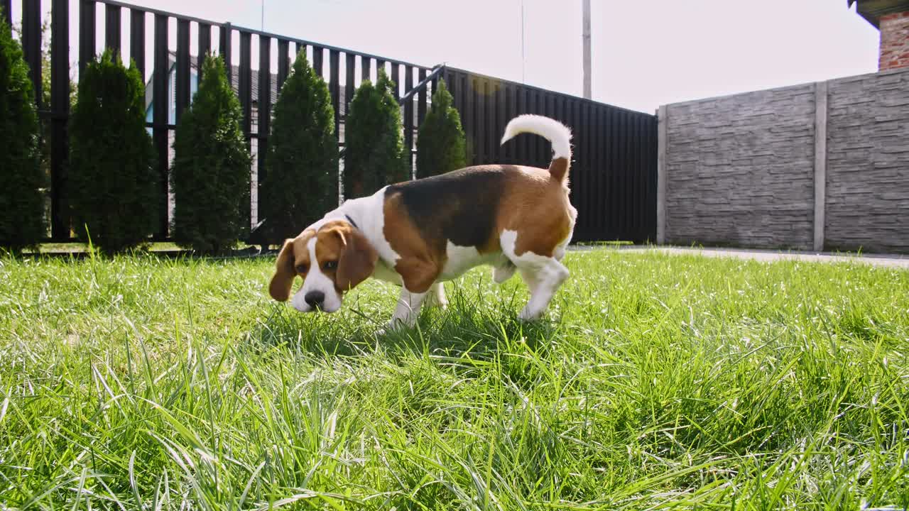 可爱的小猎犬在草地上嗅到了什么，四处搜索。狗用鼻子寻找东西，感觉气味，试图找到物品视频素材