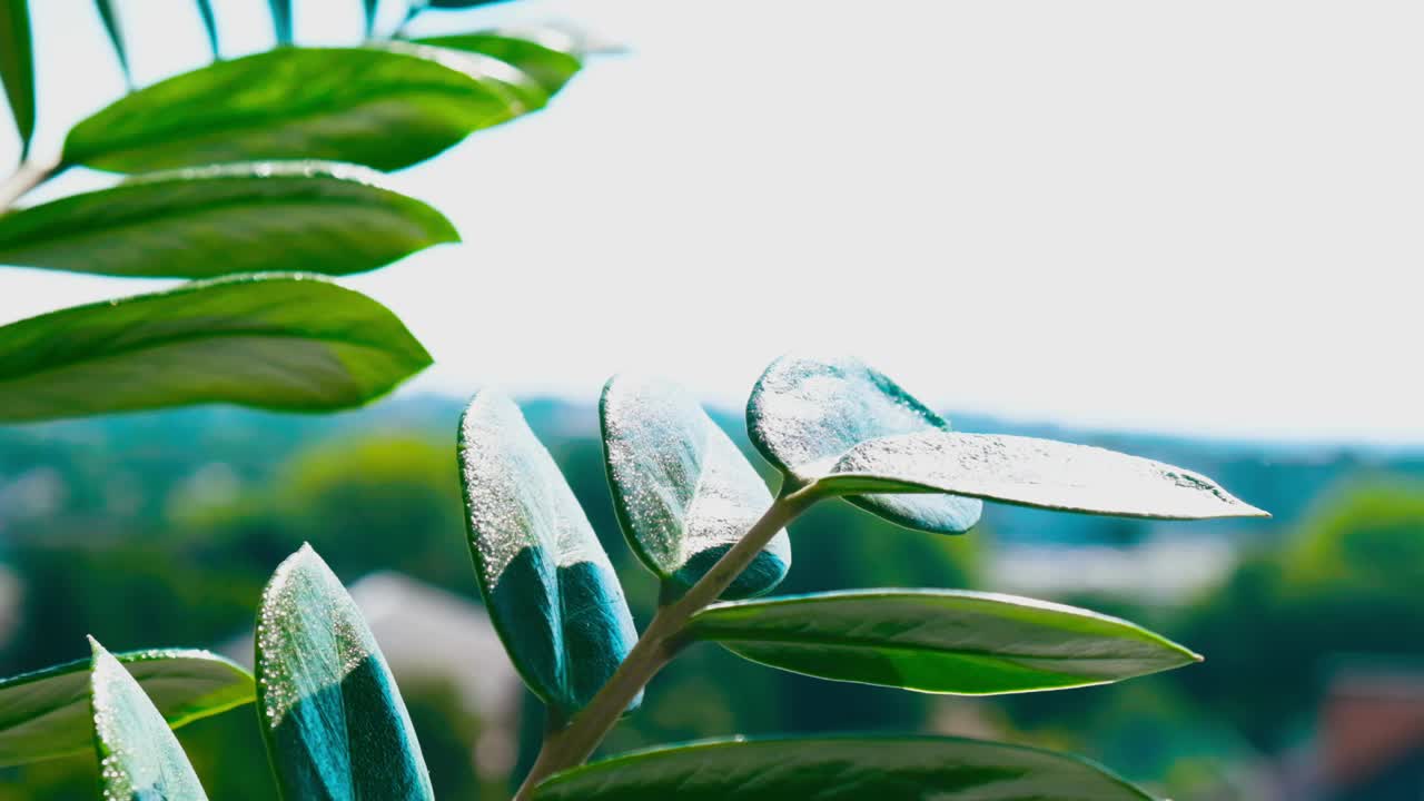 手正在浇水喷洒盆栽植物。女人在家里用喷雾瓶浇室内植物，在早上用手喷洒植物视频素材