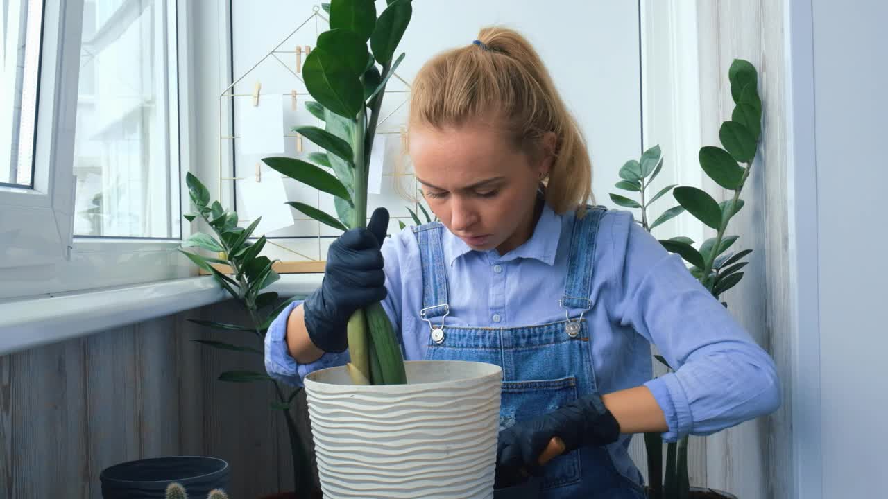 园艺妇女移植室内植物，用铲子在桌子上。Zamioculcas植物护理和家庭花园的概念。春天播种。重新种植浇水植物视频素材