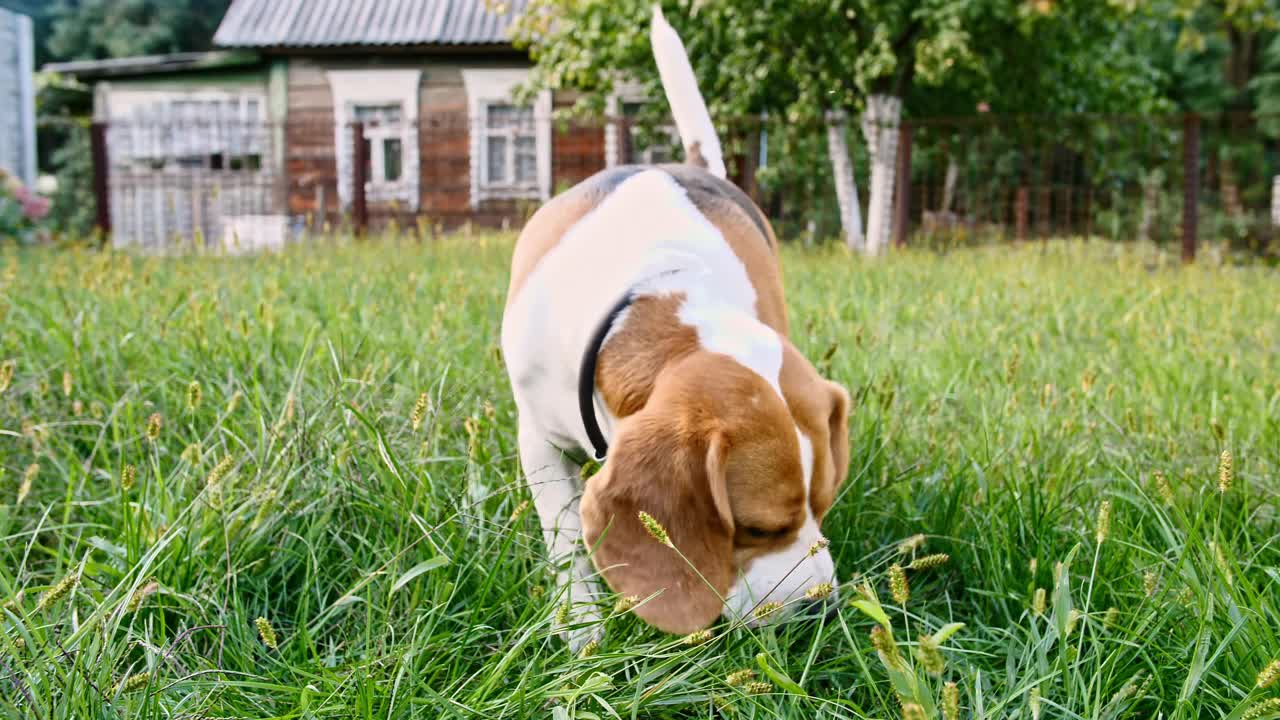 可爱的小猎犬嗅出了室外的草，吃草。狗用鼻子寻找东西，感觉气味视频素材