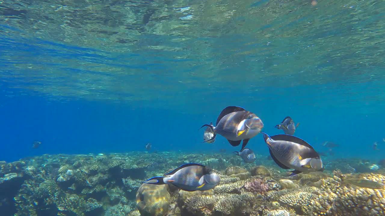 刺腹鱼的Sсhool在浅水中慢慢地游过珊瑚礁。红海刺尾鱼(Acanthurus Sohal) 4K-60fps视频素材