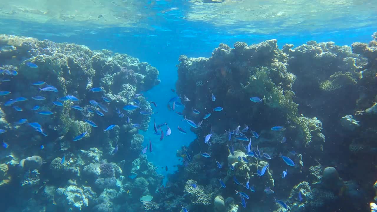 鱼群在珊瑚礁附近游泳，背景是珊瑚的裂口。月球Fusilier Shoal (Caesio lunaris) 4K-60fps视频素材