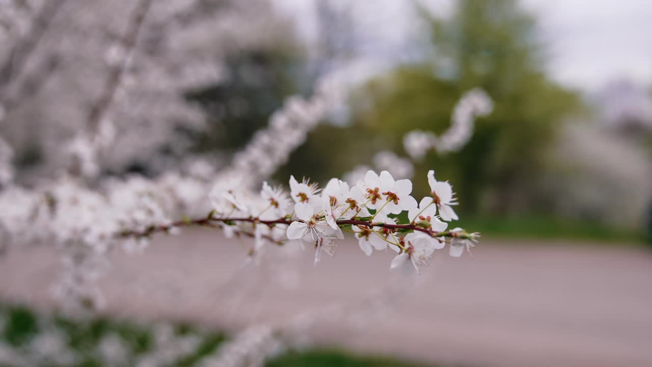 樱桃树枝上有白色花瓣的花。花树枝在春天的时间模糊的背景。特写镜头。视频素材