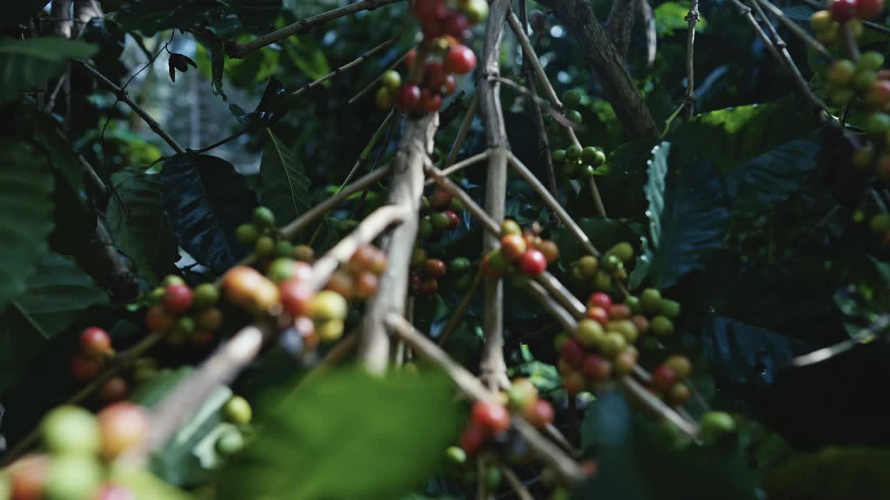 靠近咖啡巴拿马阿拉比卡与绿色和红色樱桃在咖啡树的树枝视频素材