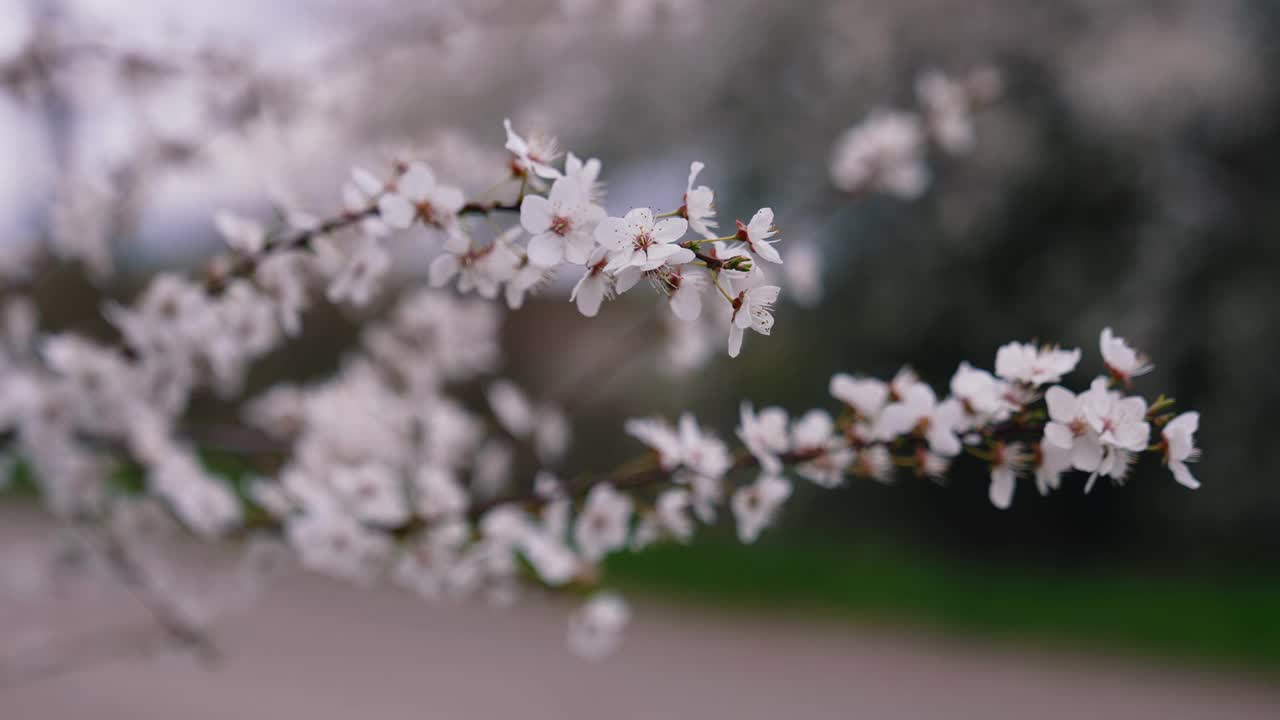 枝头开满鲜花。美丽的白色樱花在风中摇曳，背景模糊。特写镜头。视频素材