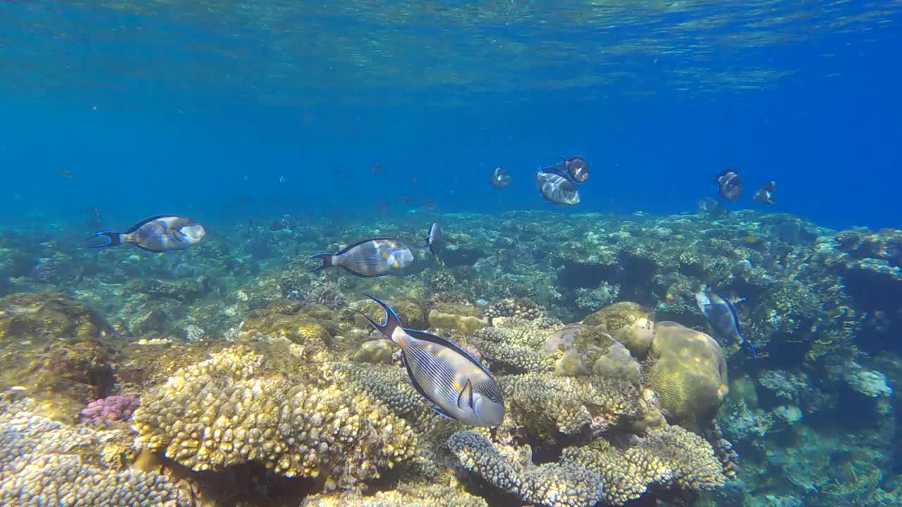 阳光下，一群医生鱼在珊瑚礁上方游泳。红海小丑外科医生(Acanthurus sohal)4 k-60fps视频素材