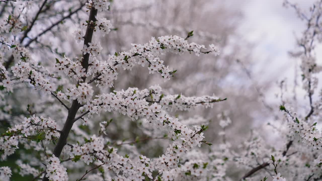 美丽的花树背景。春天里樱桃树枝上盛开的白色花朵。盛开的风景。视频素材