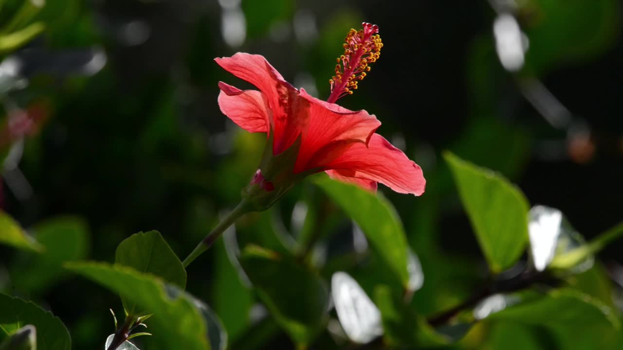 芙蓉花在绿色的花园里视频素材