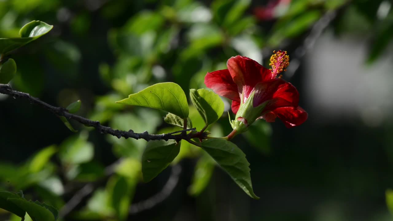 芙蓉花在绿色的花园里视频素材