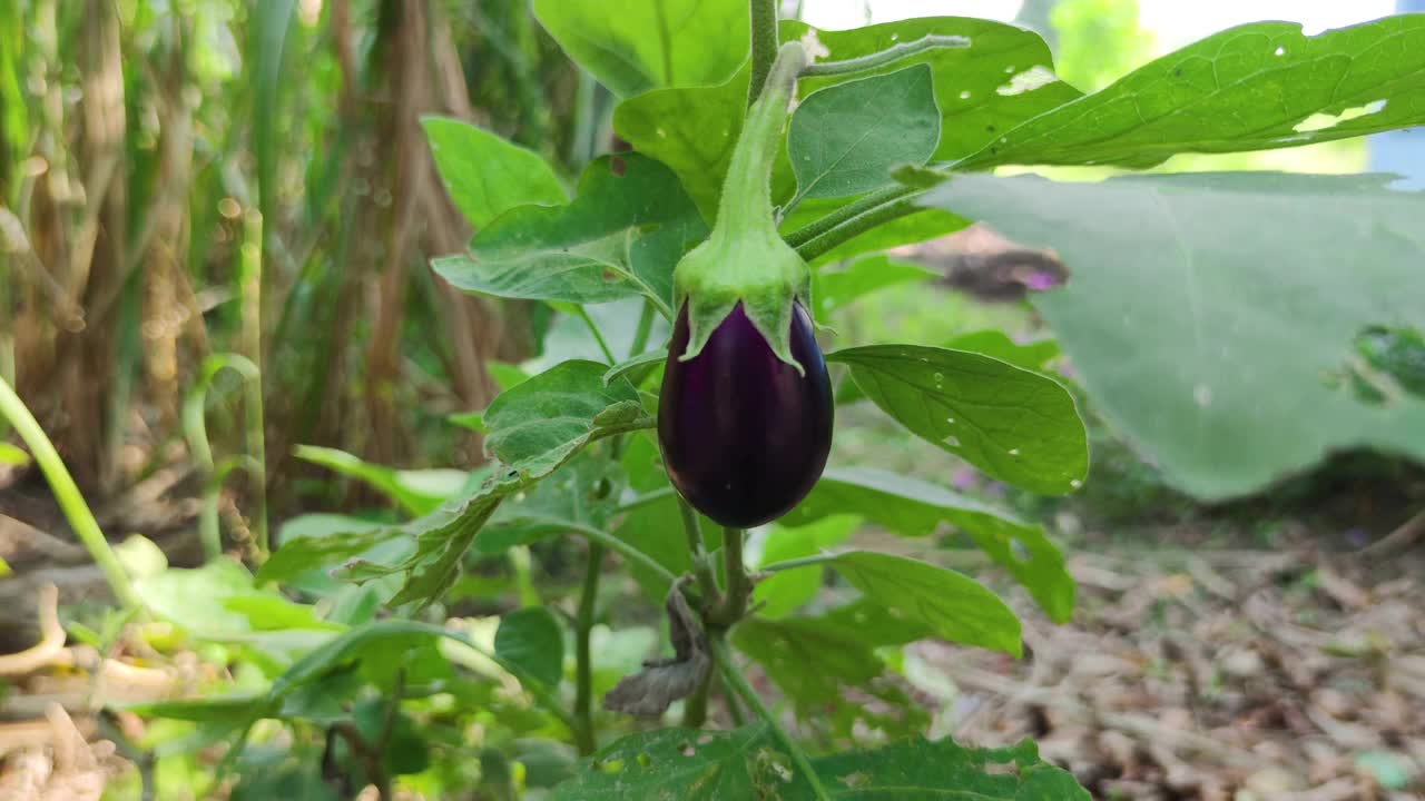 茄子果实生长在田间视频素材