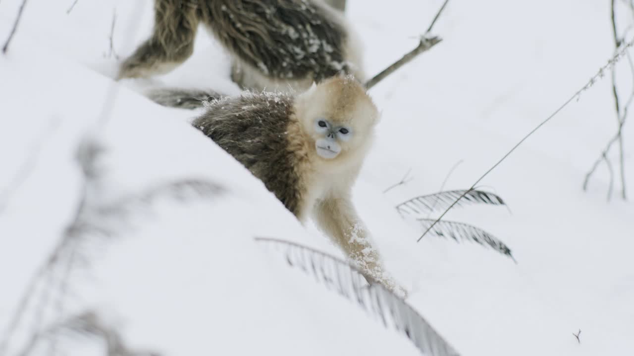 中国，金扁鼻猴在雪地里挖洞视频素材