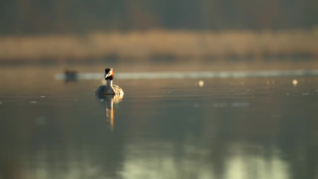 清晨初升的太阳下，池塘水面上的大冠状grebe (Podiceps cristatus)。视频素材