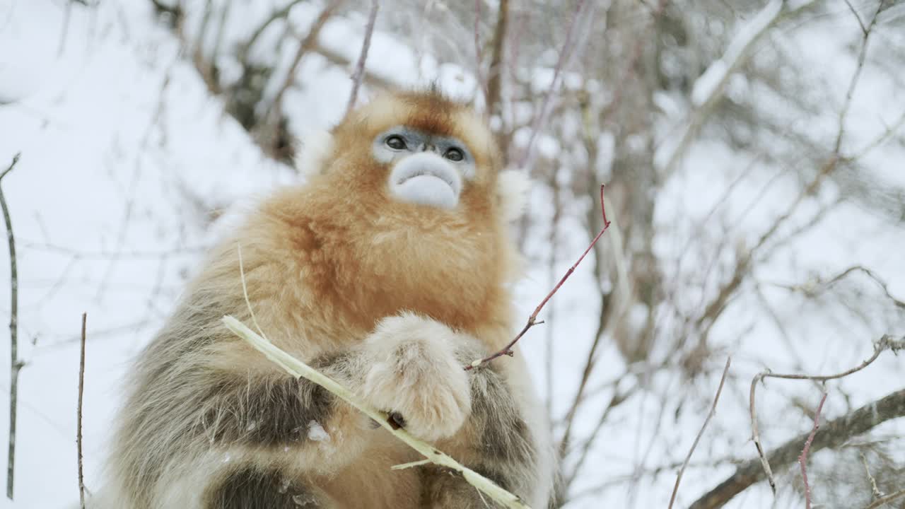 中国，金丝猴在啃树枝视频素材