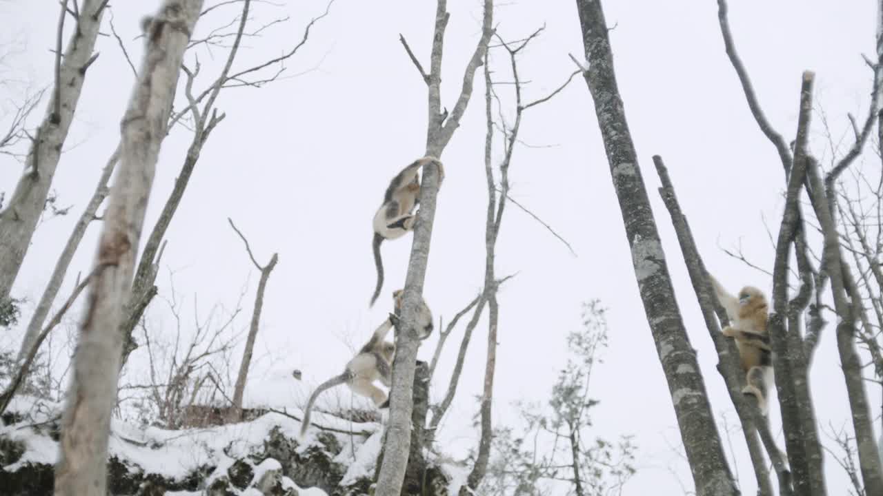 中国，金丝猴在树上跳视频素材