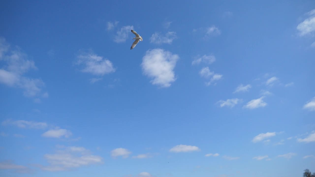 缓慢的运动。一只海鸥漂浮在天空中。视频素材