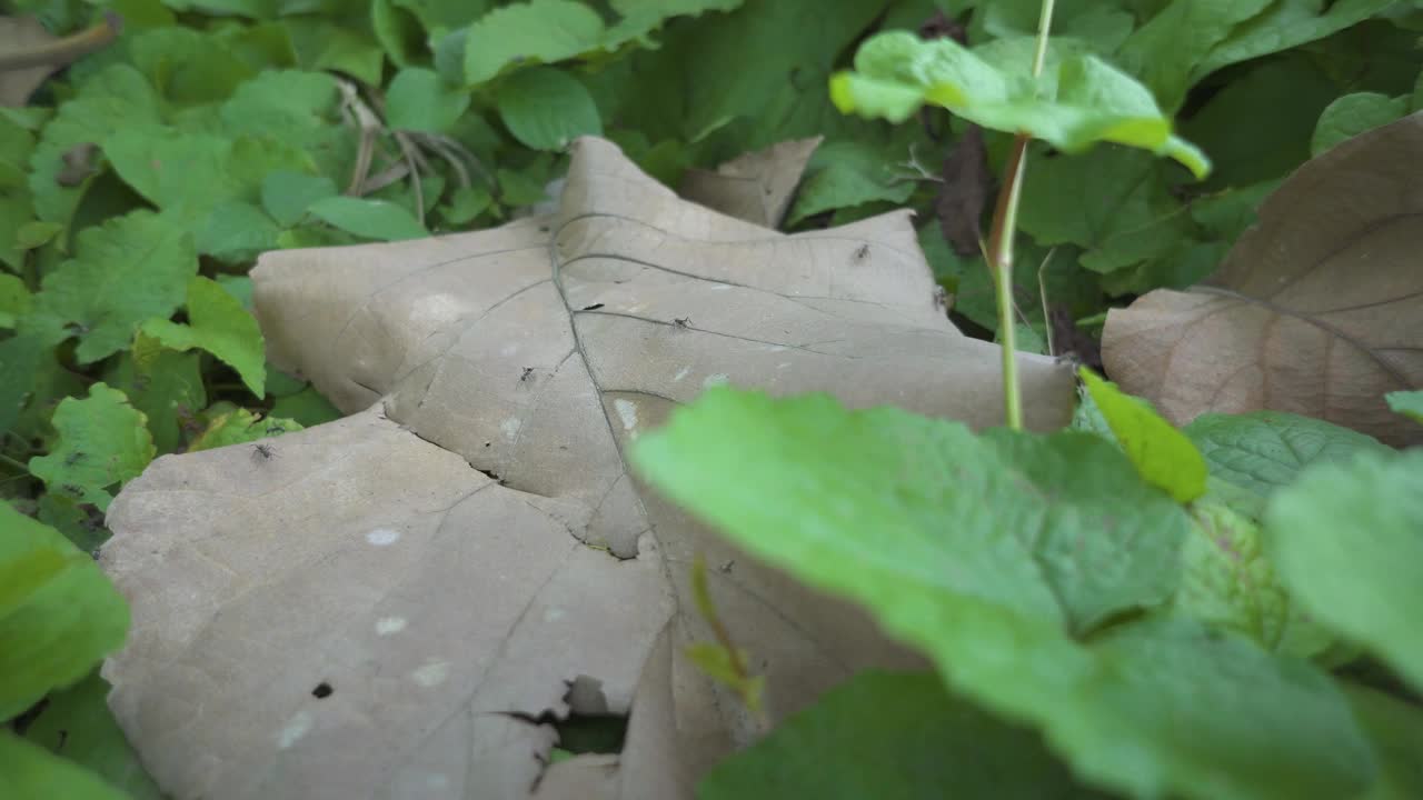 蚁群在枯叶上当雨季视频素材