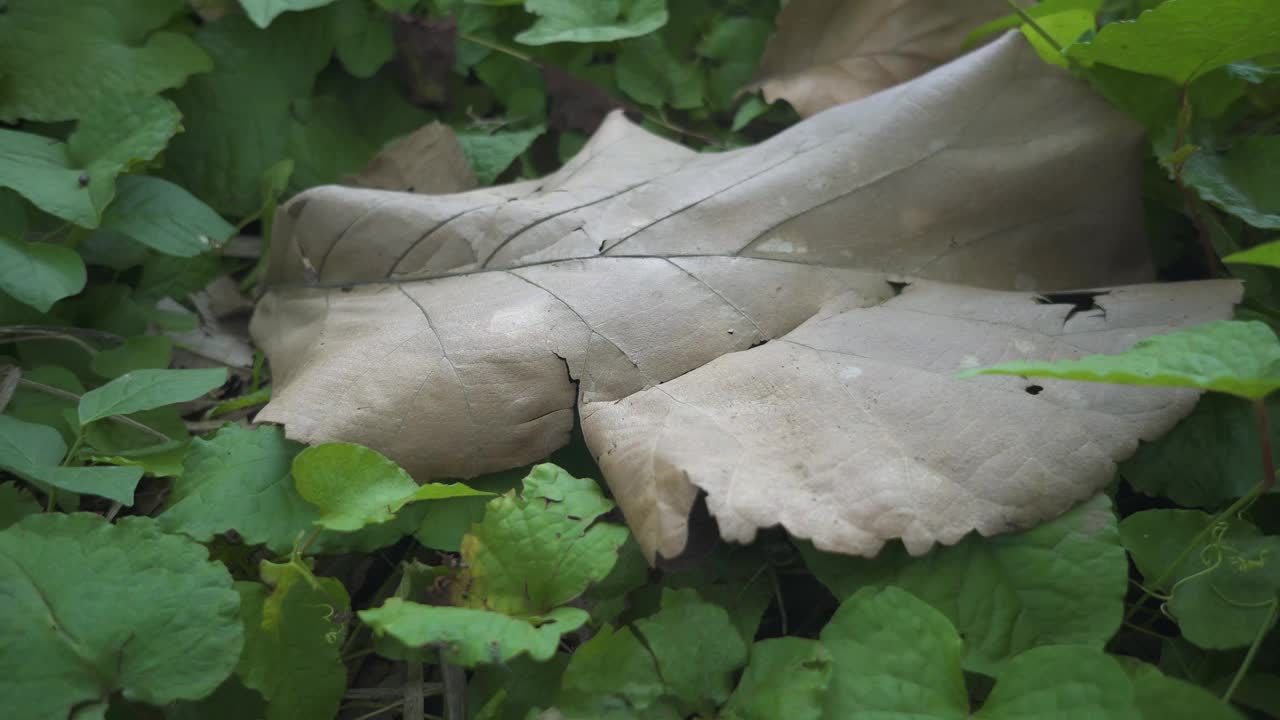 蚁群在枯叶上当雨季视频素材