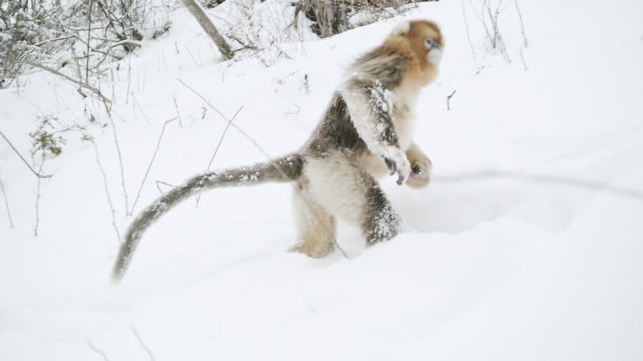 中国，雪中行走的金丝猴视频素材