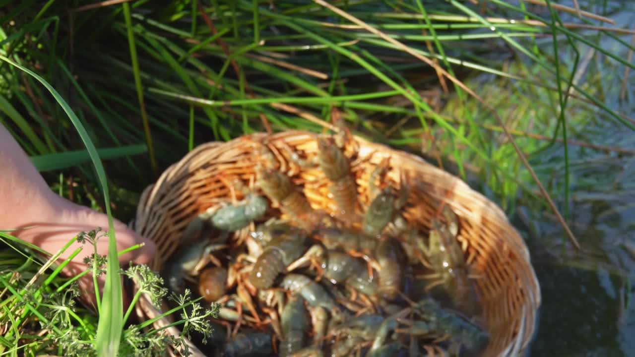 一位女性正从岸边拿着一个装满活龙虾的柳条篮子视频素材