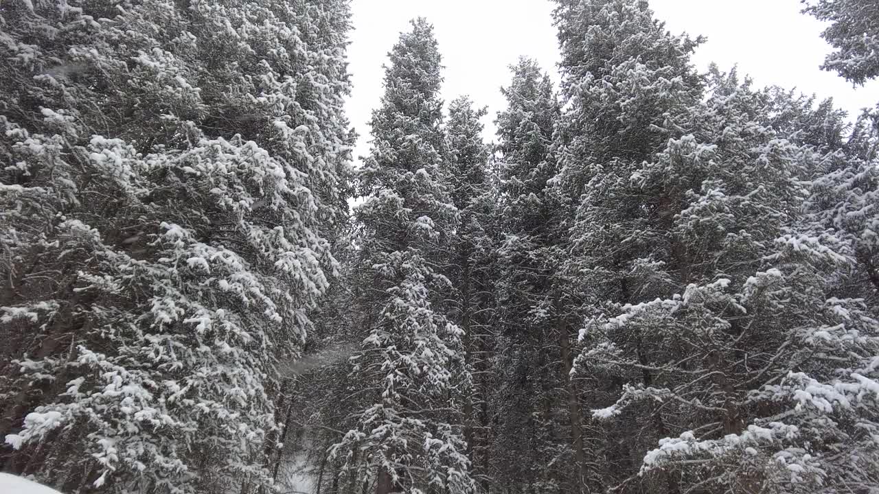 山上积雪覆盖的树木视频素材