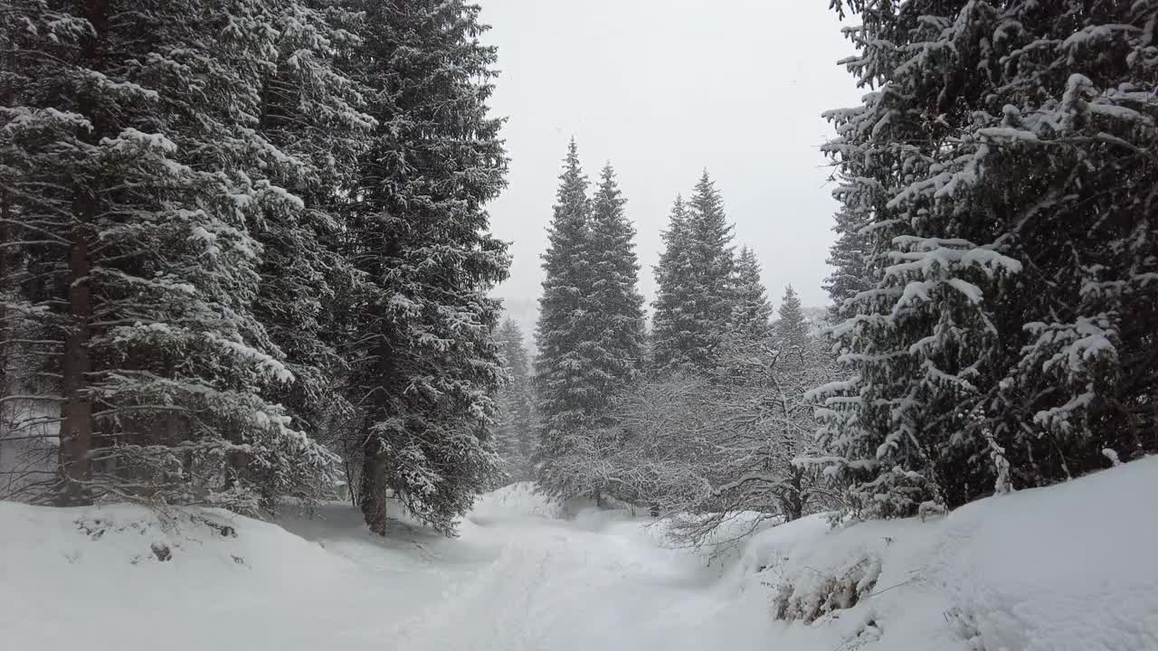 森林小路在山上积雪覆盖的冷杉树之间视频素材