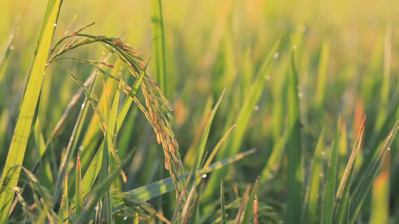 清晨阳光下稻田上的露珠特写视频素材