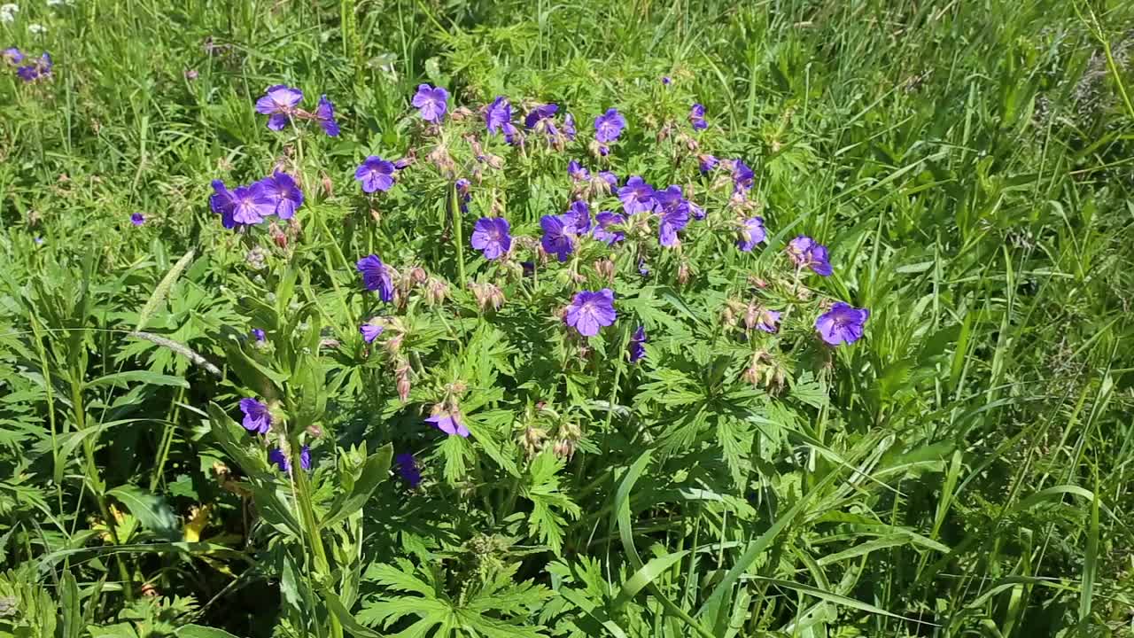 天竺葵或草甸天竺葵。视频素材