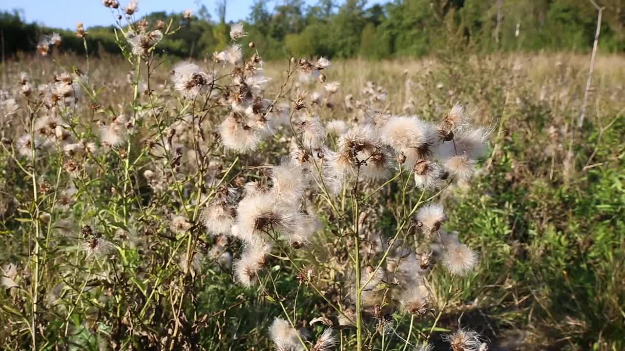 干种子匍匐蓟视频素材