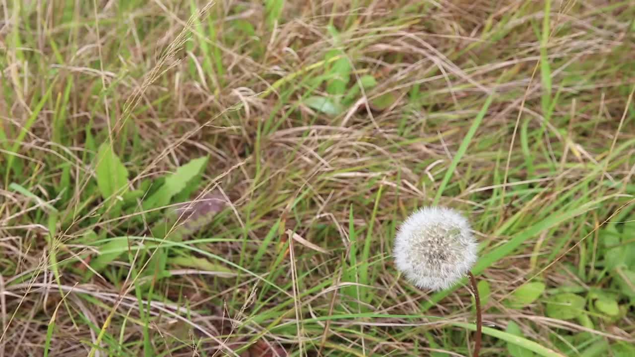 蒲公英花的头视频素材