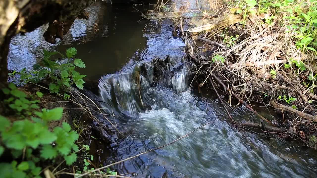 林中溪流视频素材