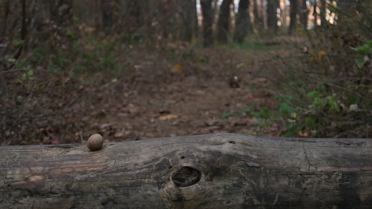 松鼠在秋天的森林里寻找和寻找坚果，白天，喂养野生动物。视频素材