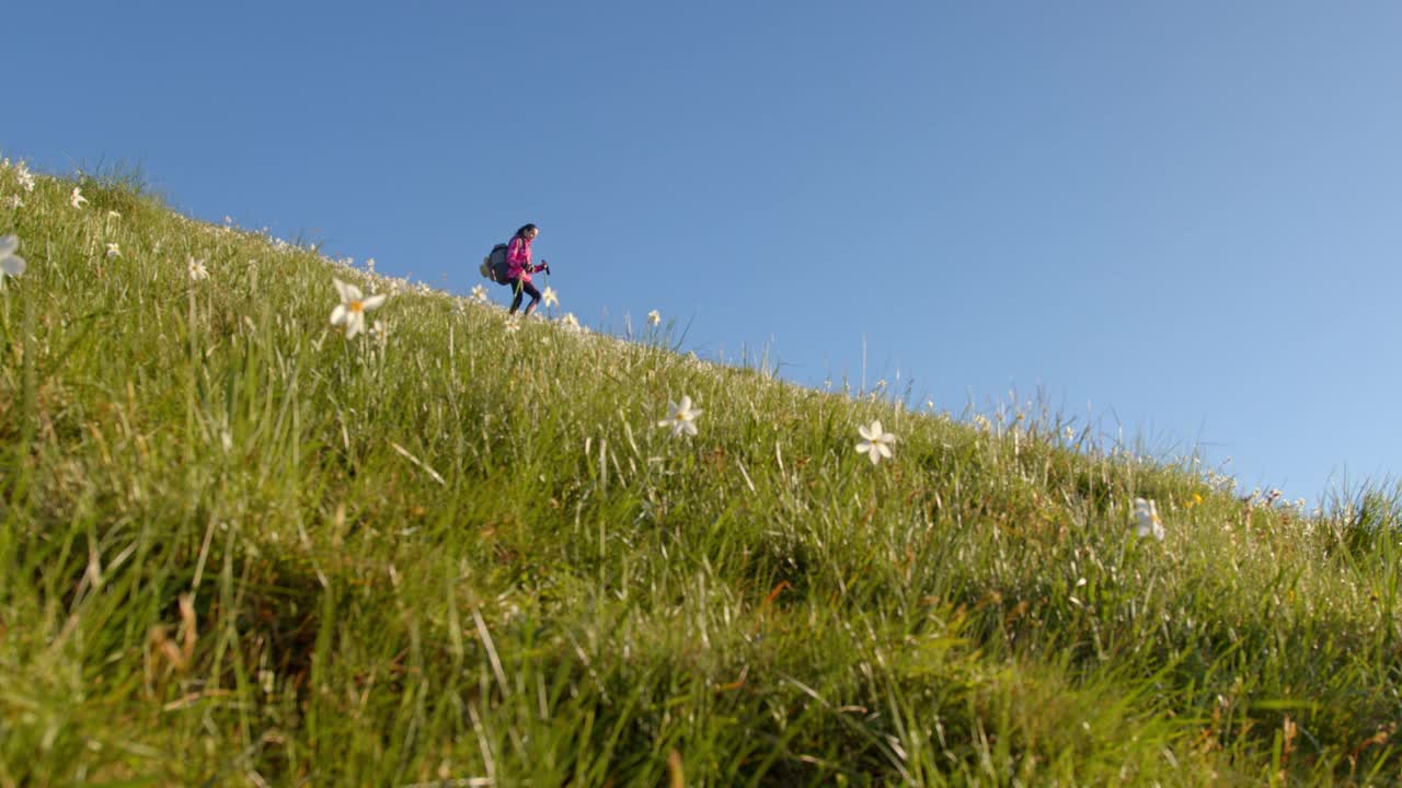 年轻的女徒步旅行者沿着长满水仙花的草地徒步旅行视频素材