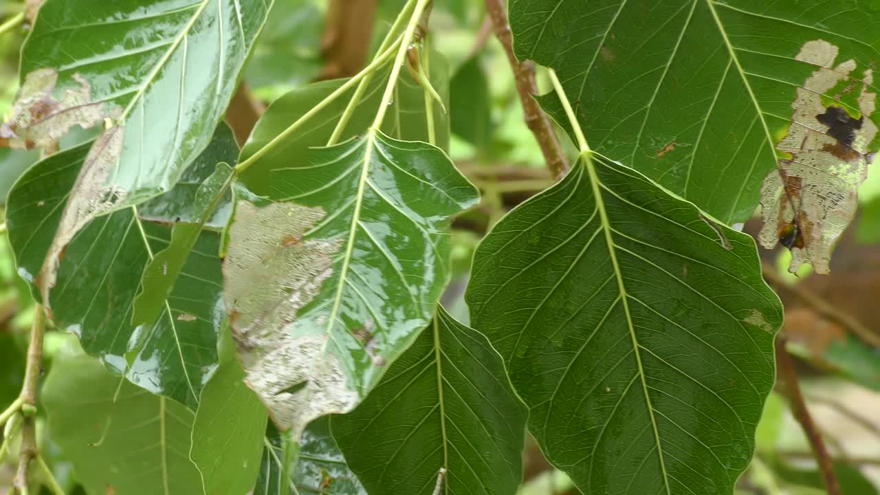 潮湿的绿叶带着雨水和风在丛林中移动视频素材