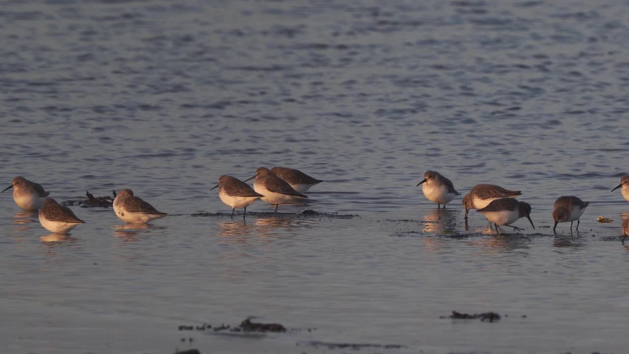 Dunlins (Calidris alpina)聚集在泥滩上视频素材