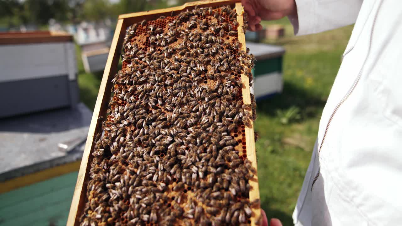 一个人在架子上徒手触摸蜜蜂。养蜂人在蜂巢上检查蜜蜂。蜜架上爬满了蜜蜂。养蜂。视频素材