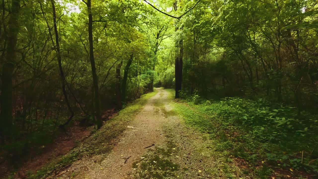 和平森林视频素材