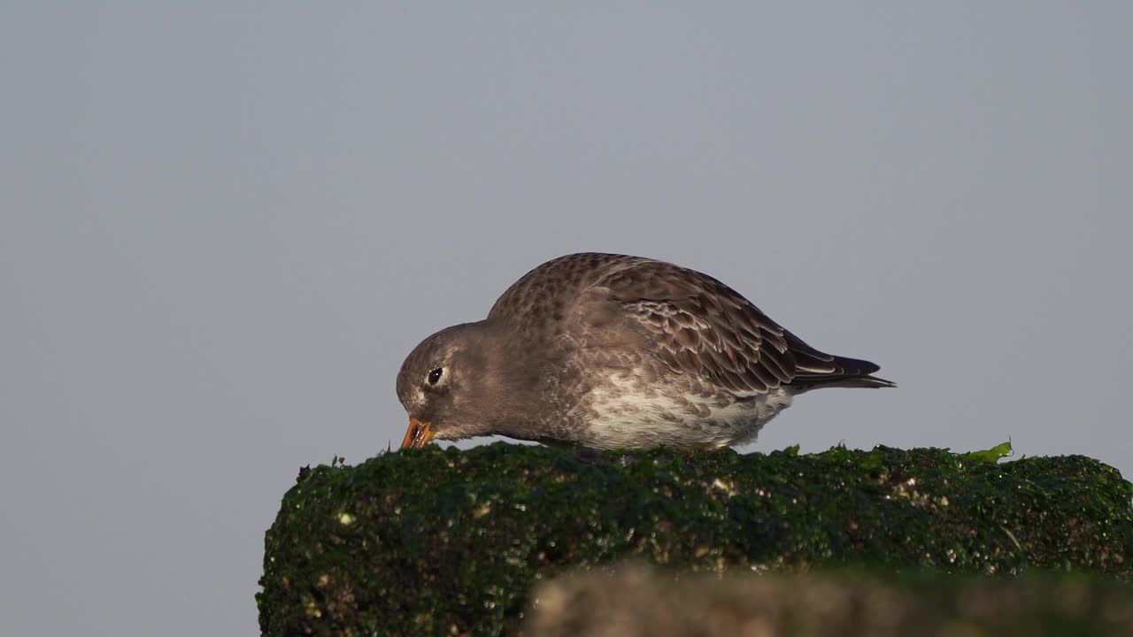 紫色矶鹞(Calidris maritima)在一根杆子上视频素材