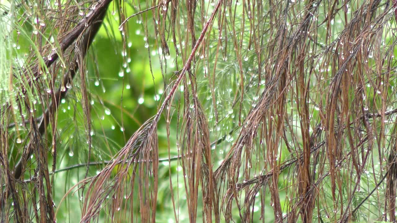 季风降雨在茂密的绿色植物丛林中视频素材