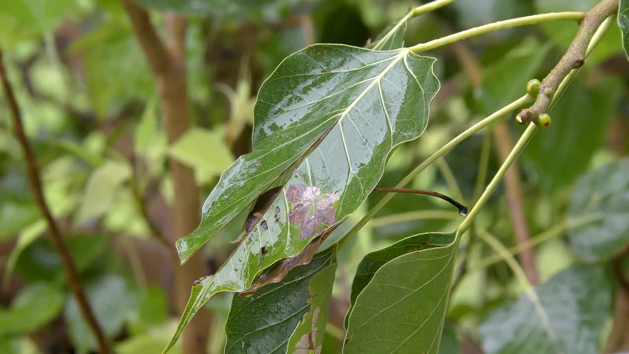 雨水冲刷着丛林中的绿叶视频素材