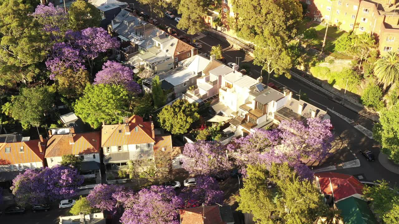 Jacaranda Kir公园悬停视频素材